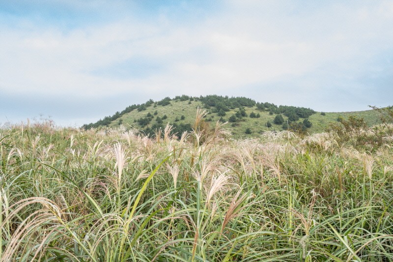 제주도 인스타 핫플 확인하러 가기
