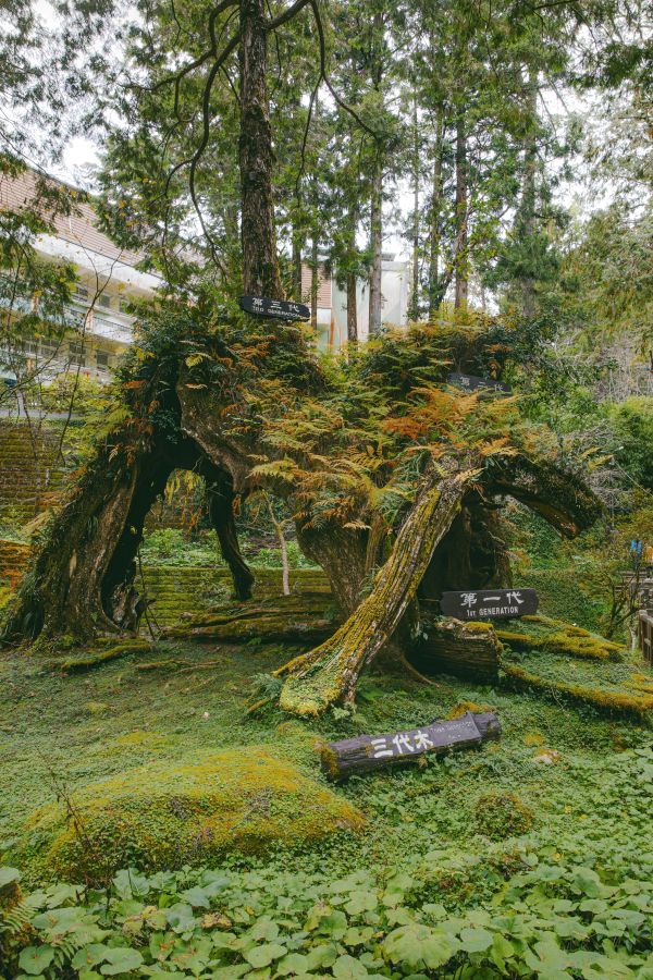 Alishan Travel Guide: Sunrise, Sea of Clouds and Forest Railway in Taiwan